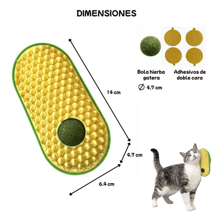 dimensiones y partes del aguacate